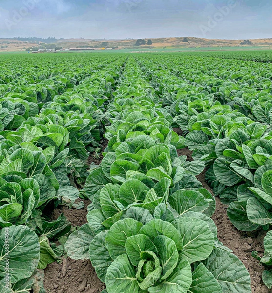 Fototapeta field of greens