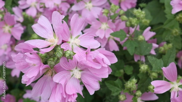 Fototapeta pinkish with a lilac shade garden flowers with five delicate petals and a light core blooming luxuriantly on a bush in a summer park