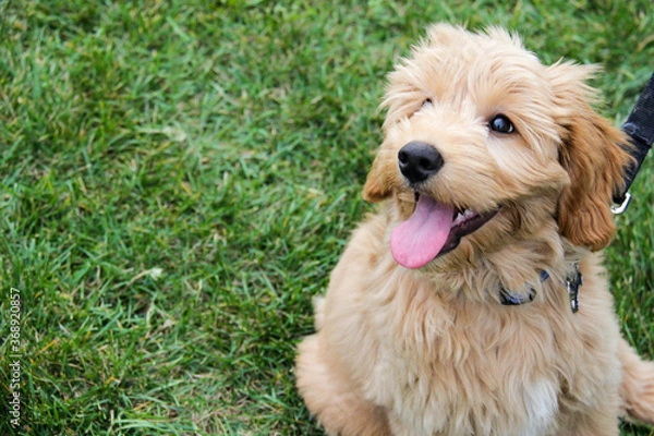 Fototapeta Multigen Goldendoodle