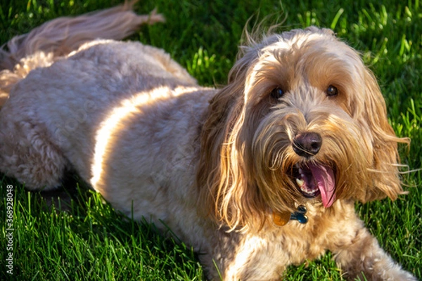 Obraz Multigen Goldendoodle
