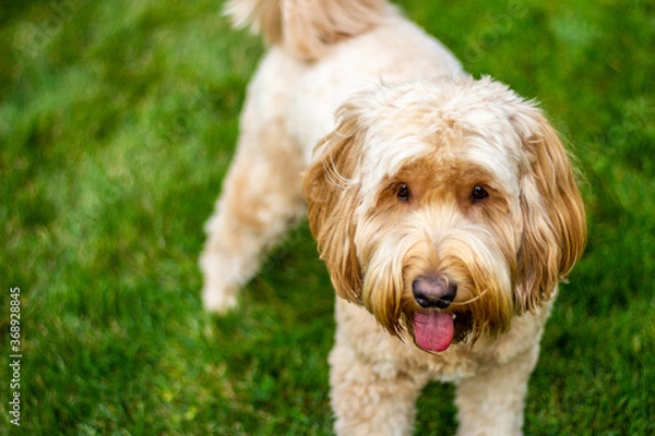 Obraz Multigen Goldendoodle