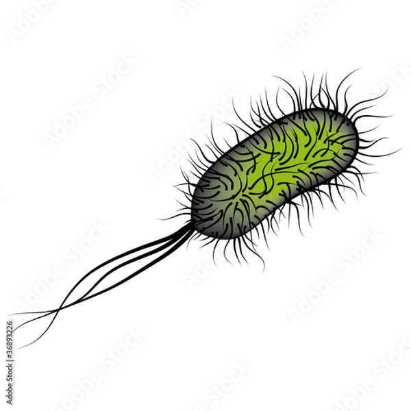 Fototapeta E coli Bacteria isolated on white background