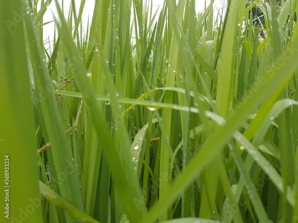 Obraz green grass with dew drops