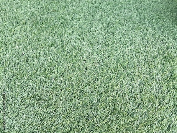 Obraz green grass background