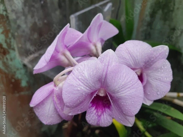 Obraz purple orchid flower