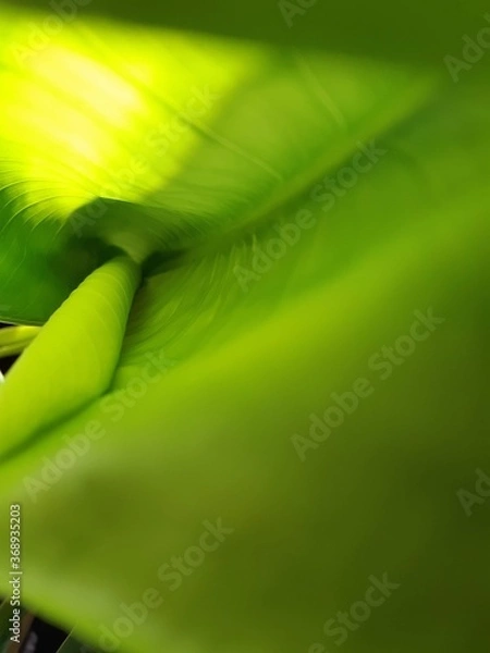 Obraz green leaves background