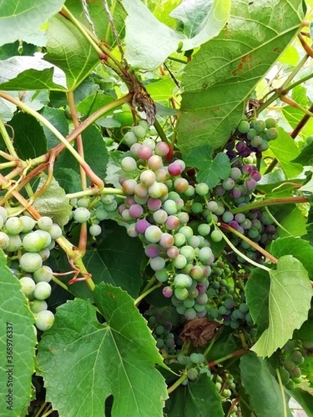 Fototapeta Spicy bunch of grapes. Background for presentations