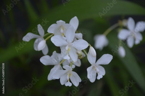 Obraz Orchids