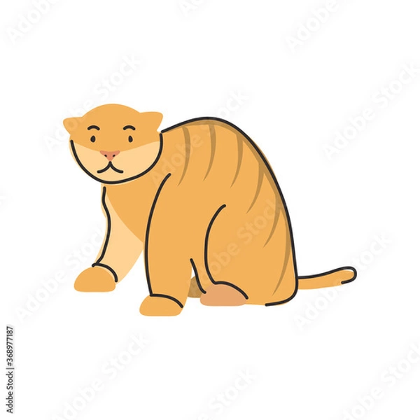 Obraz cute domestic cat on white background