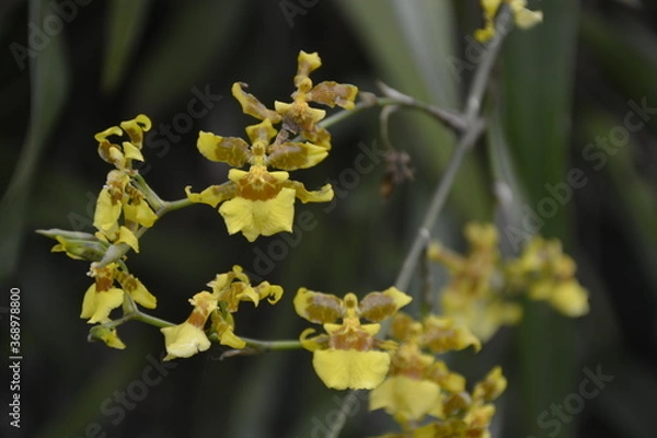 Obraz yellow orchid