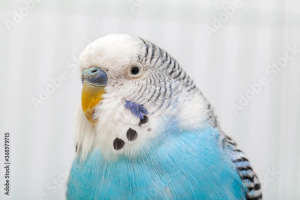 Fototapeta Macro photo of curious blue and white budgerigar posing and looking at camera in the cage.