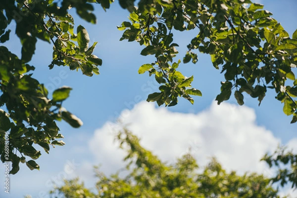 Obraz Branches of a pear and apple tree against a blue sky with a fluffy white cloud in the middle