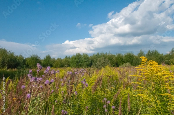 Fototapeta Field Forest road
