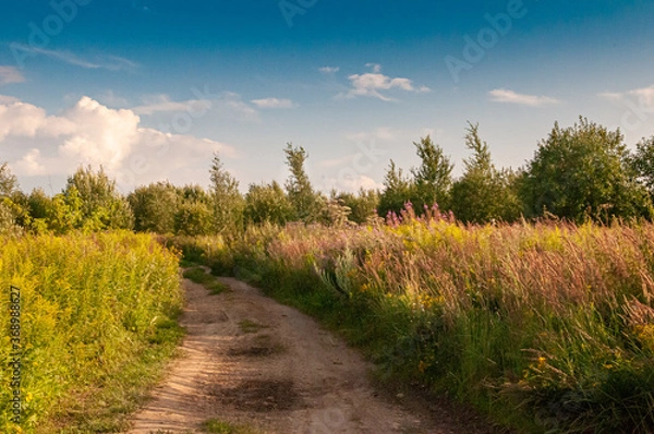 Fototapeta Field Forest road
