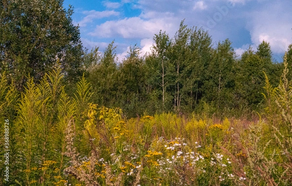 Fototapeta Field Forest road