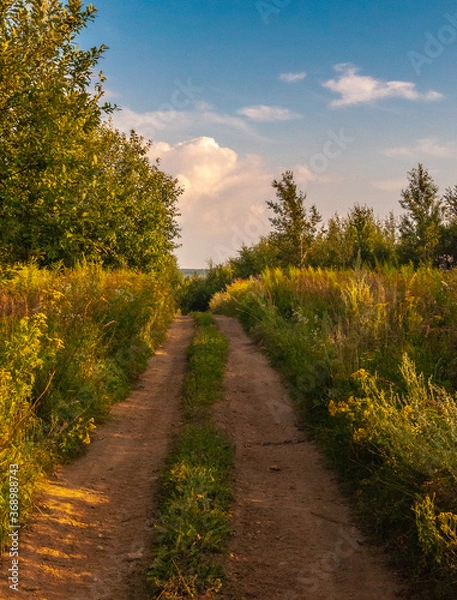 Fototapeta Field Forest road