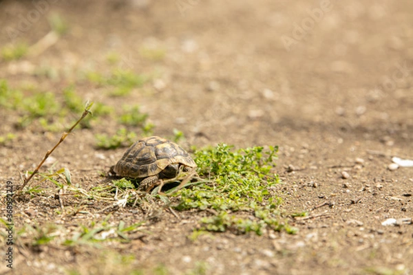 Fototapeta Small turtle in garden