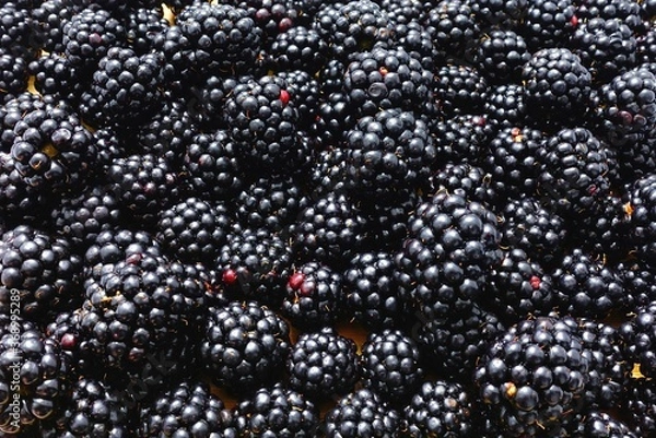 Obraz Appetizing fresh blackberries as background