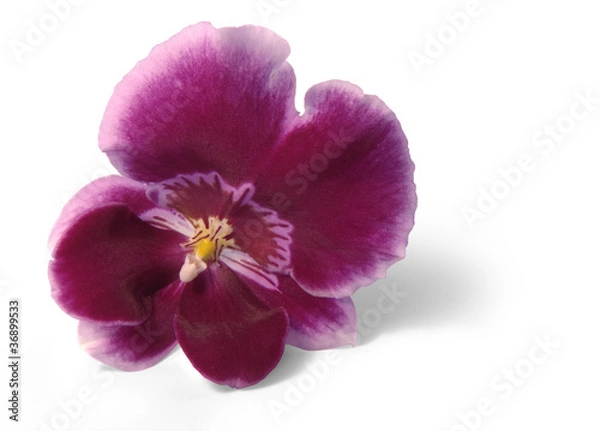 Obraz violet orchid flower