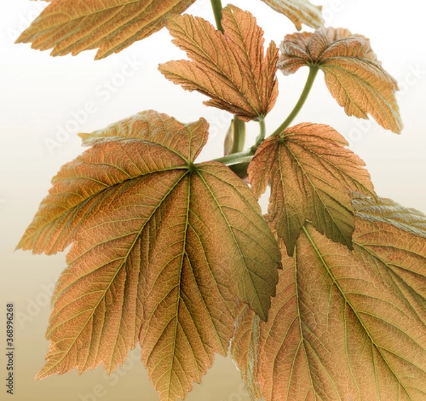 Fototapeta Rustic Autumn Leaves backround - 14