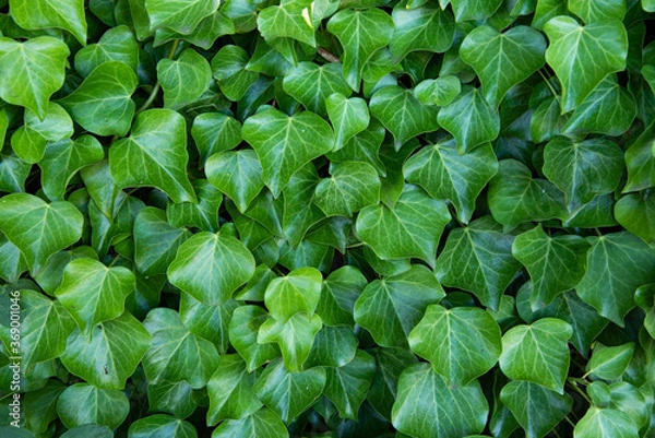Fototapeta 葉