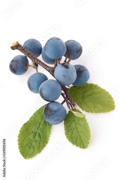 Fototapeta Ripe blackthorn berries on a branch with green leaves isolate. Sloe (Prunus spinosa) on studio white background. close-up in summer