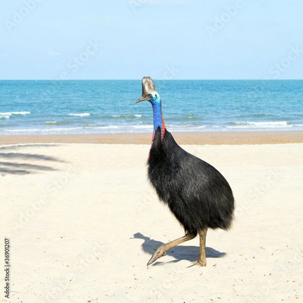 Fototapeta Wild Cassowary on beach at Etty Bay, Australia