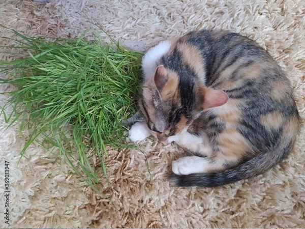 Fototapeta cat and mouse