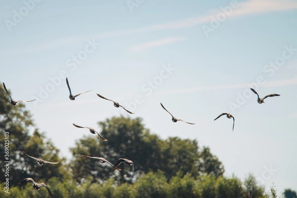 Fototapeta 
Multiple Greylag Goose flying low over the water on a beautiful summer day, in a protected nature reserve, breeding area, Volgermeerpolder, Amsterdam, The Netherlands, trees in the background