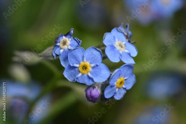 Fototapeta ワスレナグサ