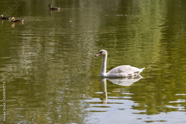 Obraz swan on the lake