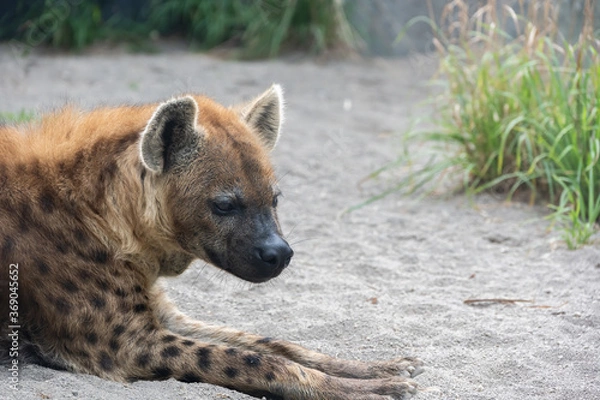 Obraz ブチハイエナ