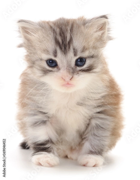 Obraz Kitten on white background.