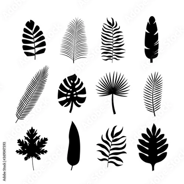 Fototapeta Set black tropical silhouettes of palm leaves. Monstera, coconut, banana, mango, chamaedorea. Vector illustration on white background