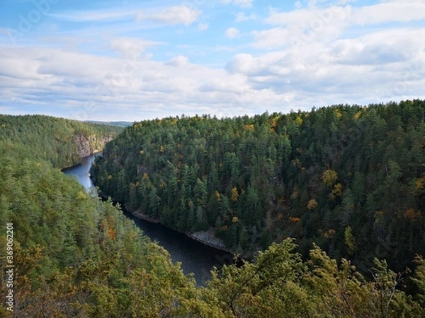 Obraz autumn in the forest