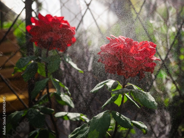 Obraz red rose bush