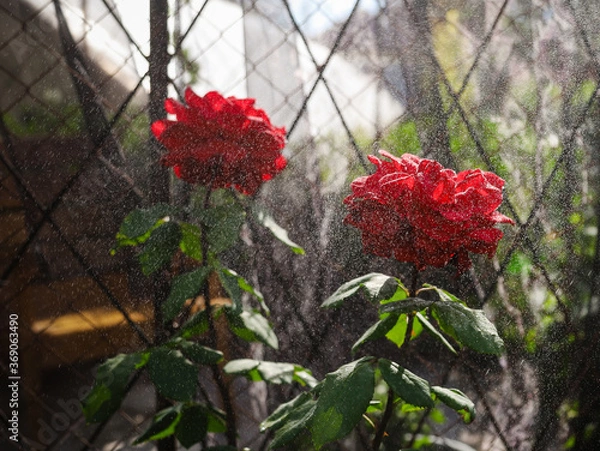 Obraz red roses in a garden