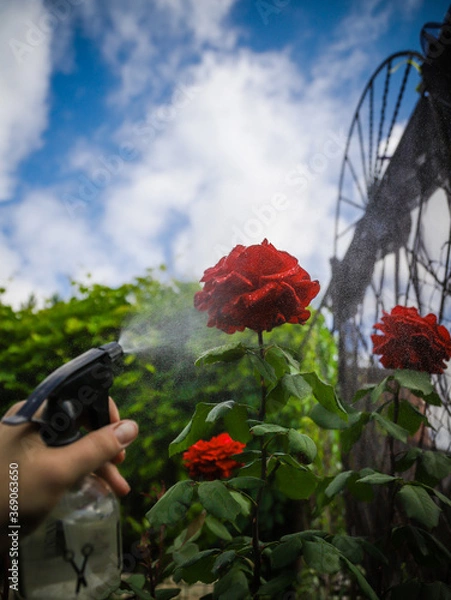 Obraz red rose in the park