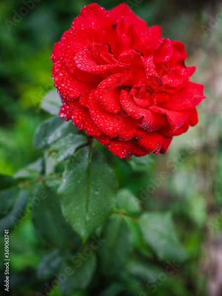 Obraz red rose 