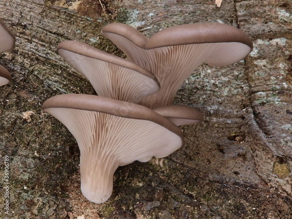 Obraz Austernseitling - Kalbfleischpilz