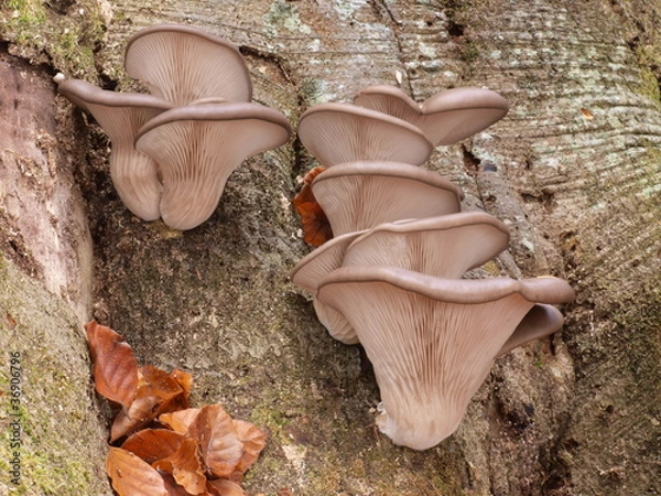 Obraz Austernseitling