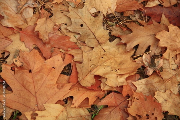 Fototapeta Herbstblätter