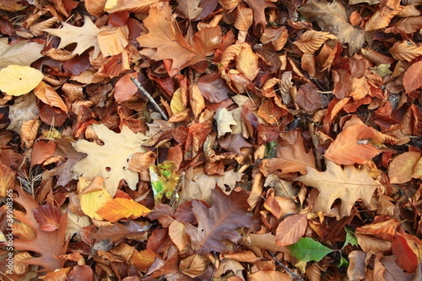 Fototapeta Herbstblätter