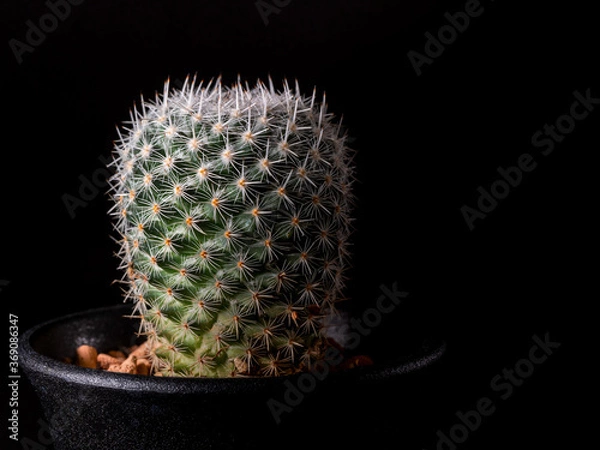 Obraz Side view of spot lit mammillaria cactus in a pot