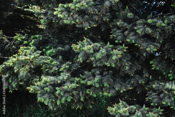 Fototapeta young branches of blue spruce with small buds of cones close-up texture for decor and design