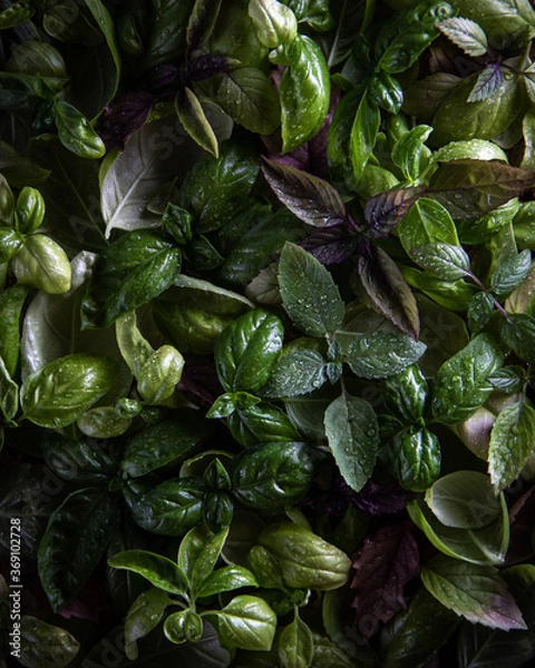 Obraz Fresh basil leaf pattern