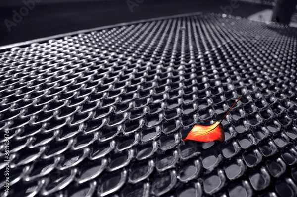 Fototapeta Fallen Leaf