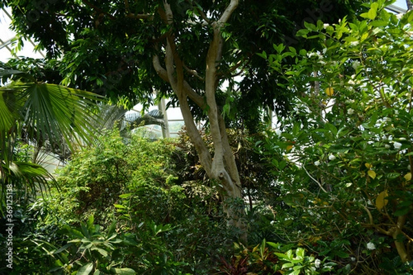 Fototapeta Brooklyn, NY, USA - June 27, 2019: Brooklyn Botanical Garden