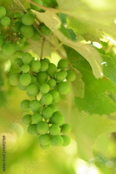 Obraz green grapes on vine