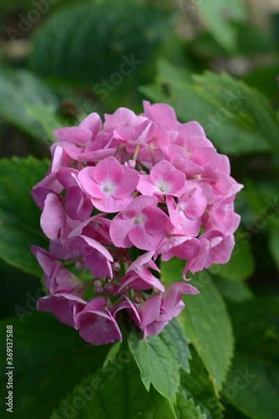 Obraz pink hydrangea flower